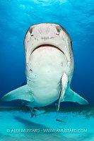 Tiger Shark Portrait, Bahamas.