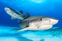 Tiger Shark Pair, Bahamas.