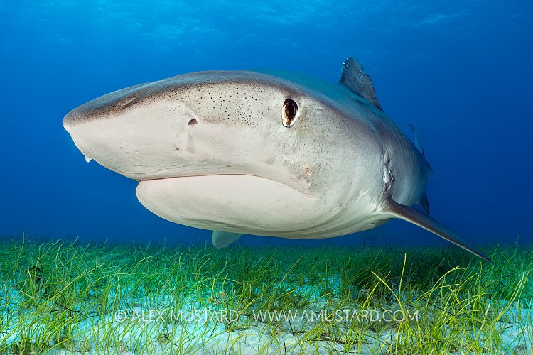 Tiger Shark Portrait, Bahamas.