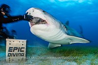 Tiger Sharl Feeding, Bahamas.