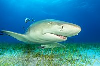 Lemon Shark Over Seagrass, Bahamas.