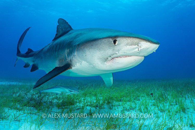 Tiger Shark Over Seagrass, Bahamas.