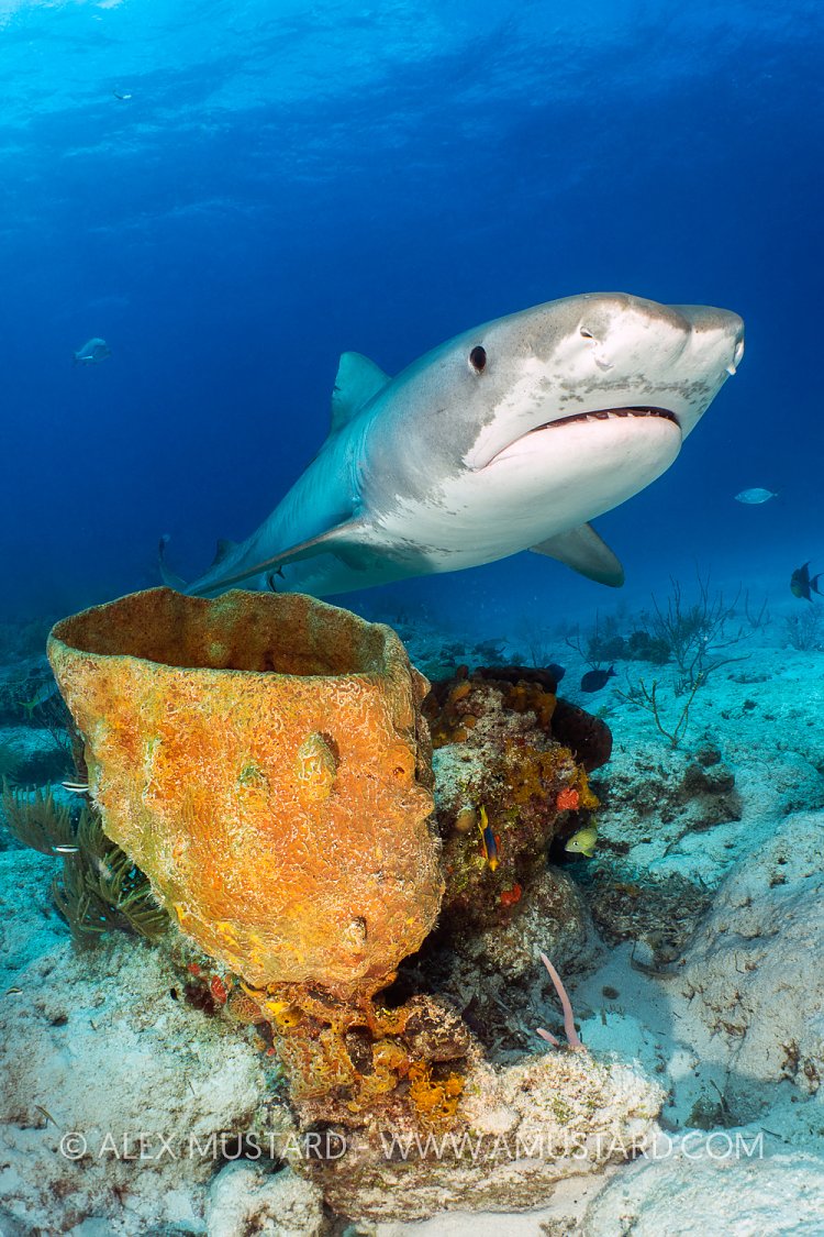 Tiger Shark On Reef, Bahamas.