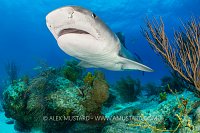 Tiger Shark Over Reef, Bahamas.