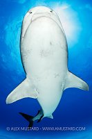 Vertical Tiger Shark, Bahamas.
