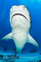 Vertical Tiger Shark, Bahamas.