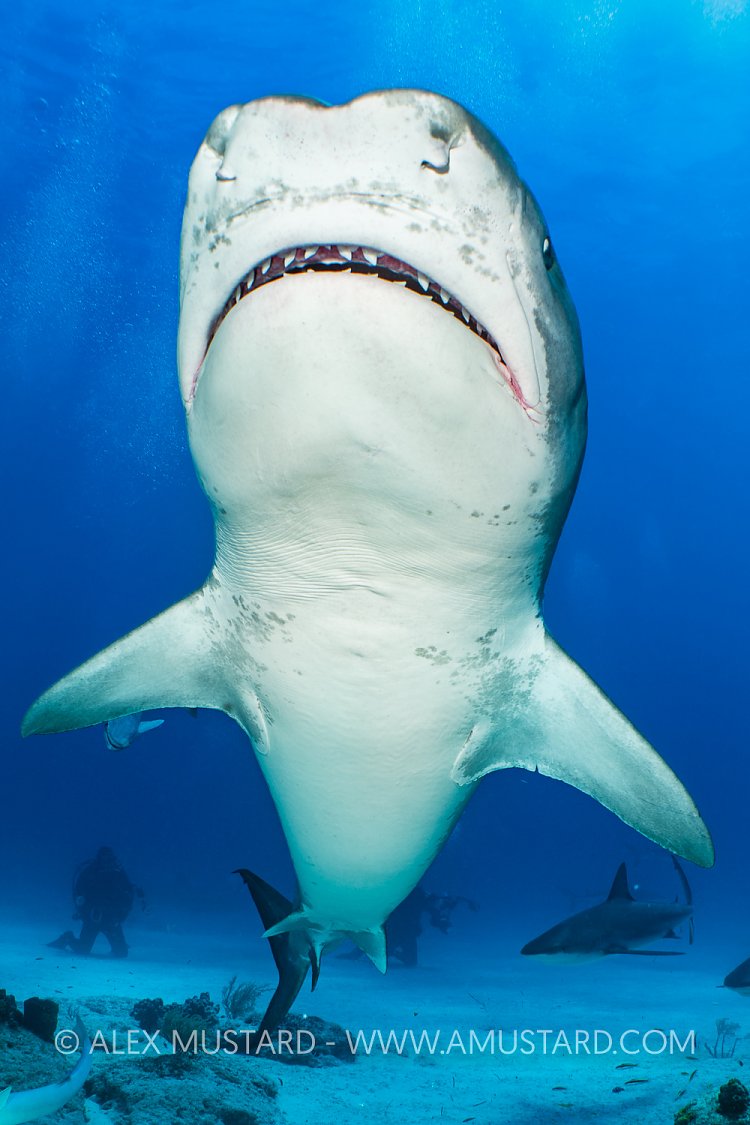 Vertical Tiger Shark, Bahamas.