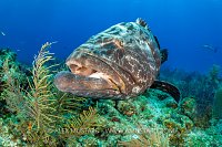 Black Grouper Over Reef, Bahamas.