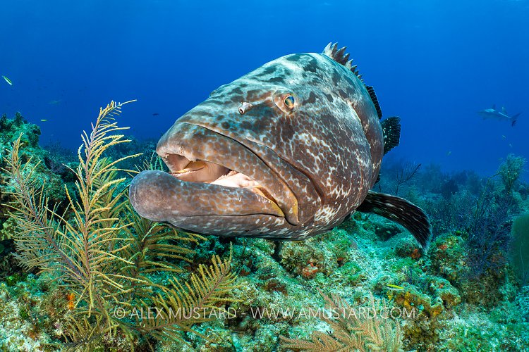 Black Grouper Over Reef, Bahamas.