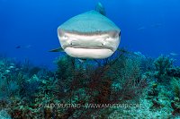 Tiger Shark On Reef, Bahamas.