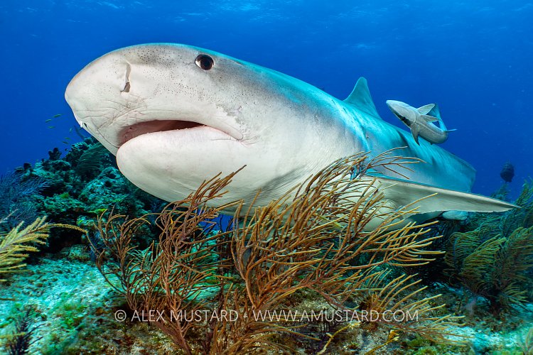 Tiger Shark On Reef, Bahamas.