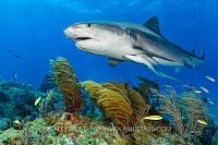Tiger Shark On Reef, Bahamas.