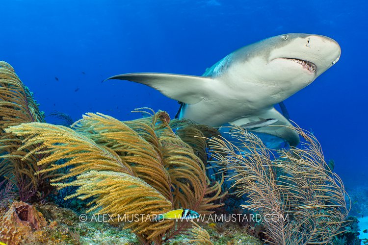 Lemon Shark Over Reef, Bahamas.