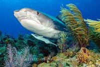Tiger Shark On Reef, Bahamas.