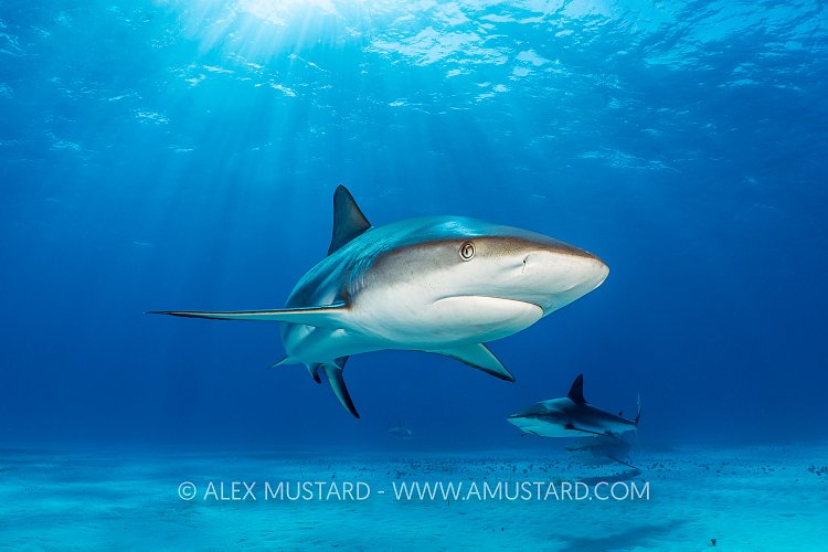 Reef Sharks In The Sun, Bahamas.