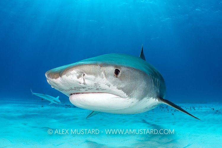 Tiger Shark In The Beams, Bahamas.