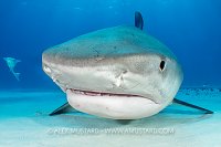 Tiger Portrait, Bahamas.