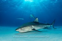 Tiger Shark In The Beams, Bahamas.