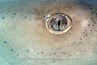Lemon Shark Eye, Bahamas.