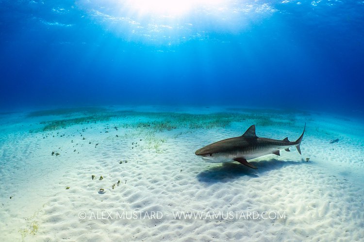 Tiger Shark Habitat, Bahamas.