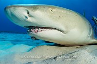 Lemon Shark Resting, Bahamas.