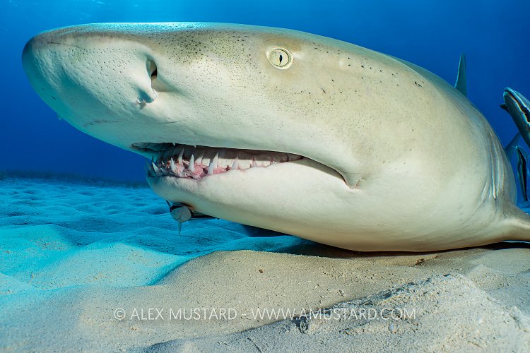 Lemon Shark Resting, Bahamas.