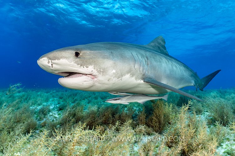 Tiger Over Seaweed, Bahamas.