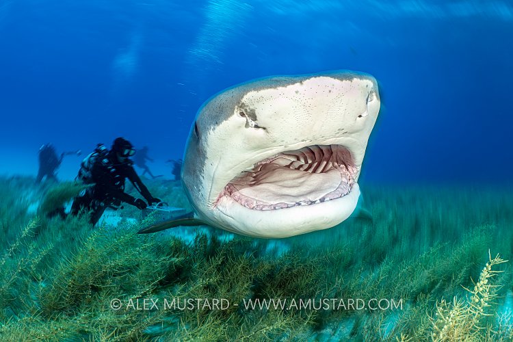 Tiger Over Seaweed, Bahamas.