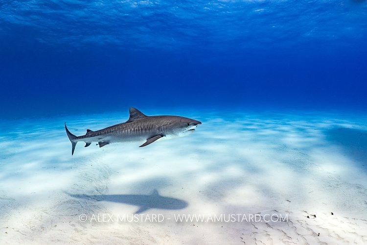 Tiger Shark Over Snad, Bahamas.