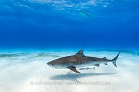 Tiger Shark Over Snad, Bahamas.