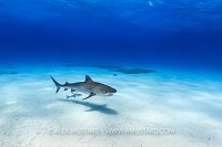 Tiger Shark Over Snad, Bahamas.