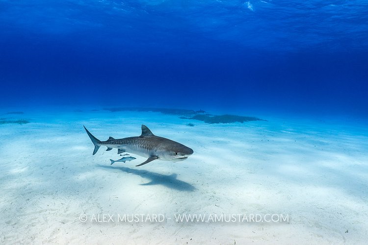 Tiger Shark Over Snad, Bahamas.