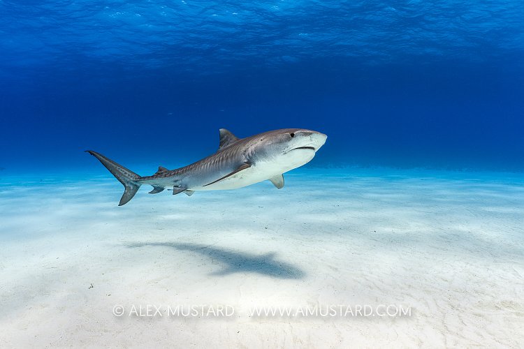 Tiger Shark Over Snad, Bahamas.