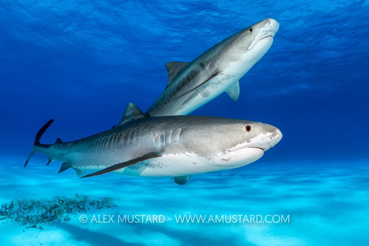 Tiger Shark Pair, Bahamas.