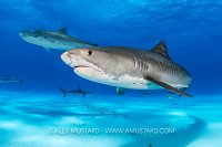 Tiger Shark Pair, Bahamas.