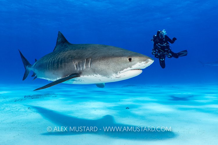 Tiger Shark Diver, Bahamas.