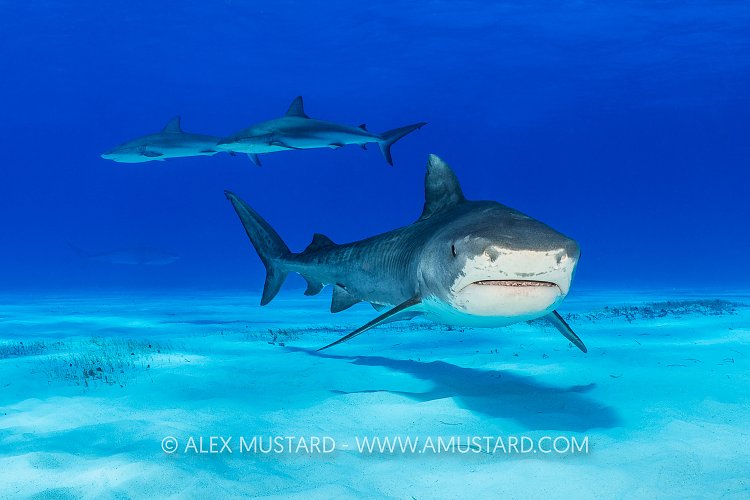 Tigr Shark Patrol, Bahamas.