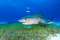 Tiger Shark Over Seagrass, Bahamas.