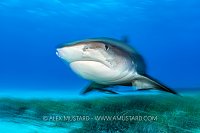 Tiger Shark Over Seagrass, Bahamas.