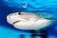 Tiger Shark Blur, Bahamas.