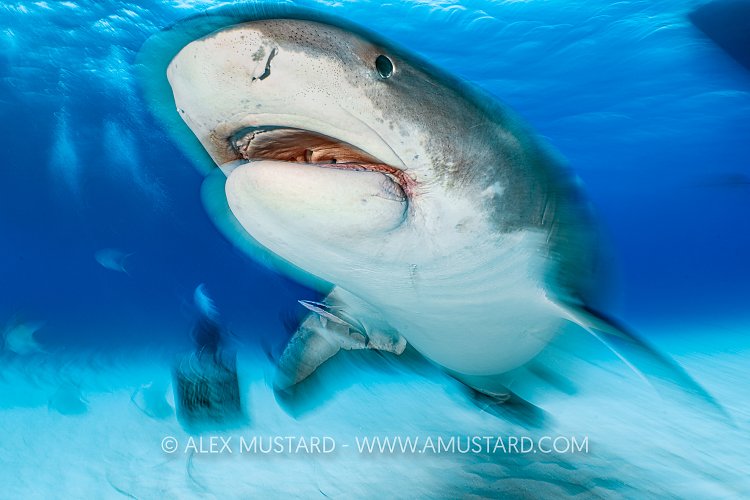 Tiger Shark On The Move, Bahamas.