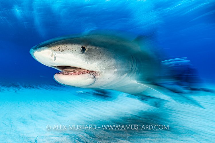 Tiger Shark On The Move, Bahamas.