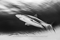 Reef Shark Movement, Bahamas.