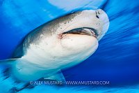 Tiger Shark On The Move, Bahamas.