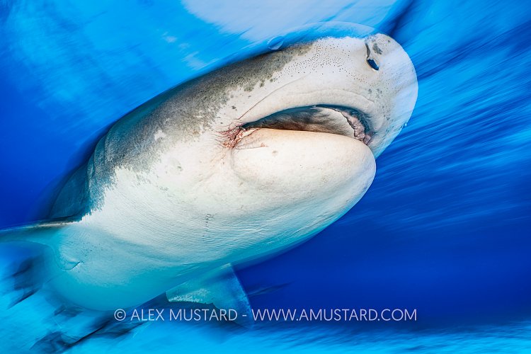 Tiger Shark On The Move, Bahamas.