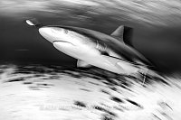 Reef Shark Movement, Bahamas.