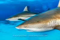 Reef Shark Pair, Bahamas.