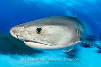 Tiger Shark Pass, Bahamas.