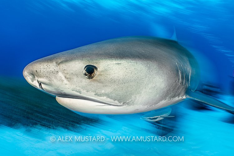 Tiger Shark Pass, Bahamas.