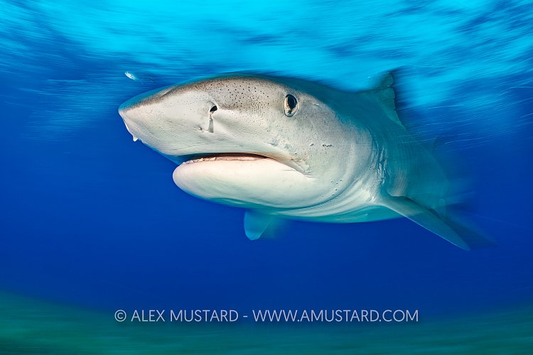 Tiger Shark Over Seagrass, Bahamas.